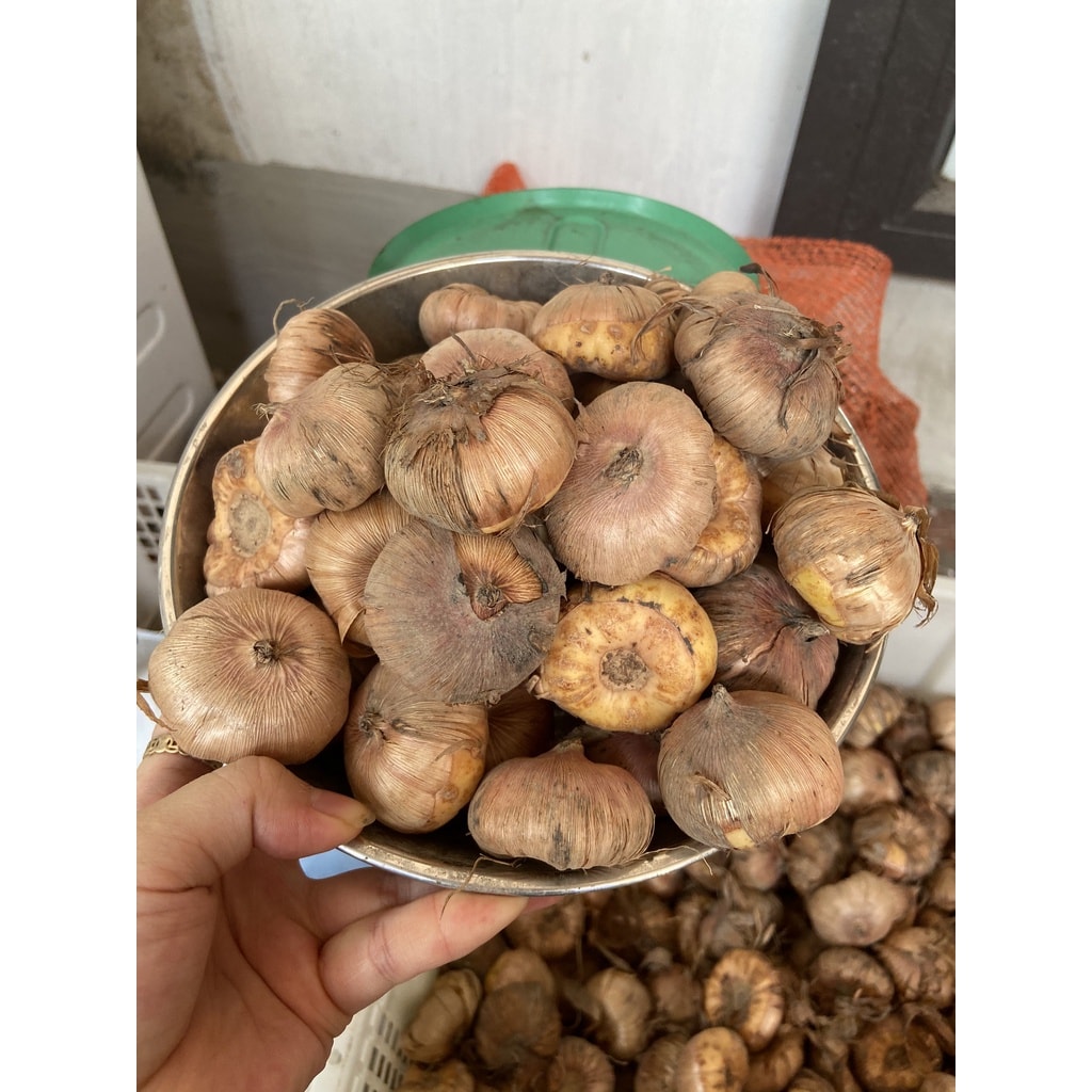 Combo 20 củ giống hoa lay ơn mix màu