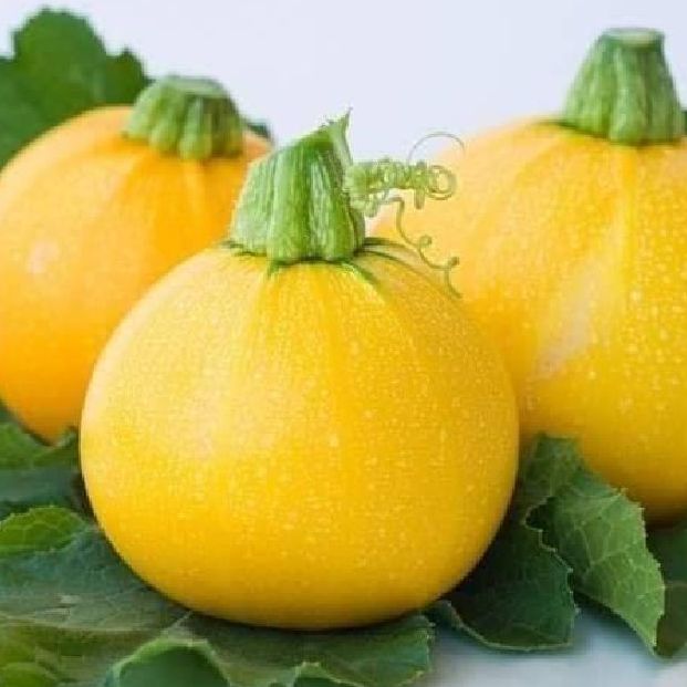 Hạt giống bí ngòi tròn vàng -10 hạt