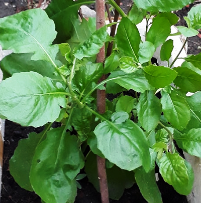 Hạt giống hoa uyển hồng ( Gói 100 hạt)