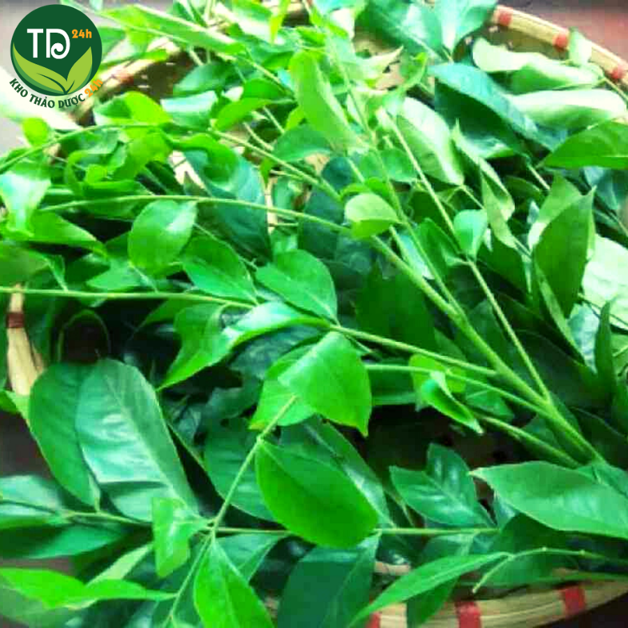 [HCM][1 kg] Lá mắc mật tươi gia vị thơm ngon giúp lợi mật kích thích tiêu hóa bảo vệ gan 100% thiên nhiên | Kho thảo dược 24h