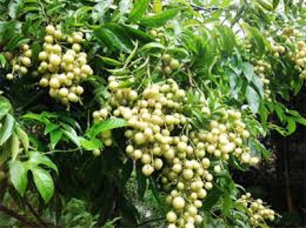 COMBO 5 CÂY GIỐNG CÂY MẮC MẬT