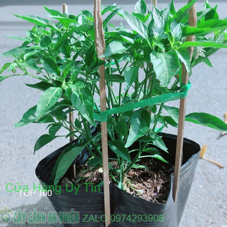 Bụi ớt xiêm