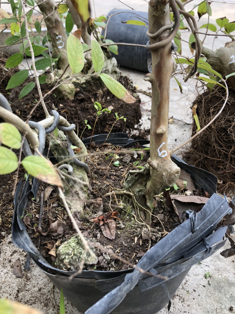 (bonsai mini) Bằng lăng tím