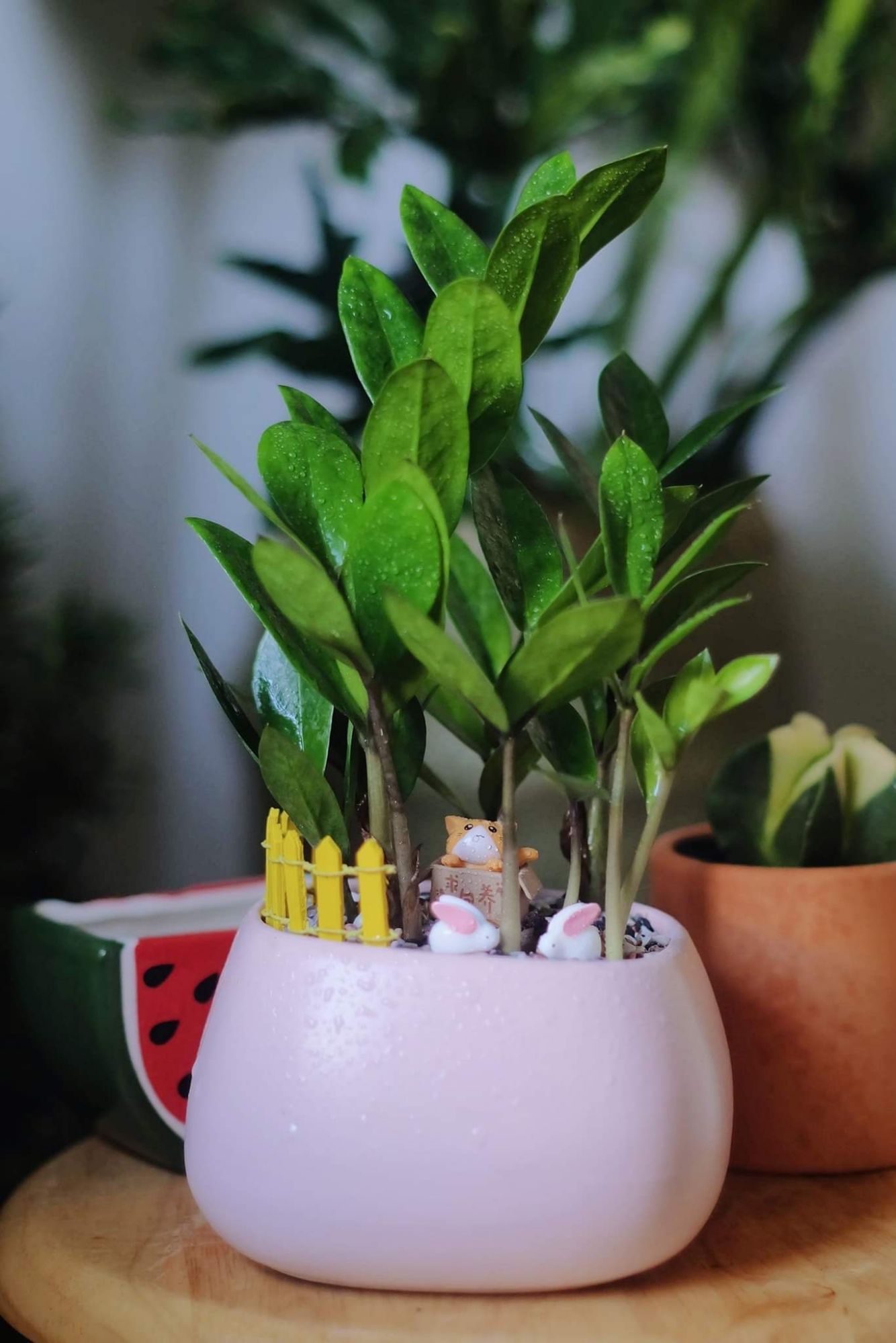 cây kim tiền TẶNG CHẬU