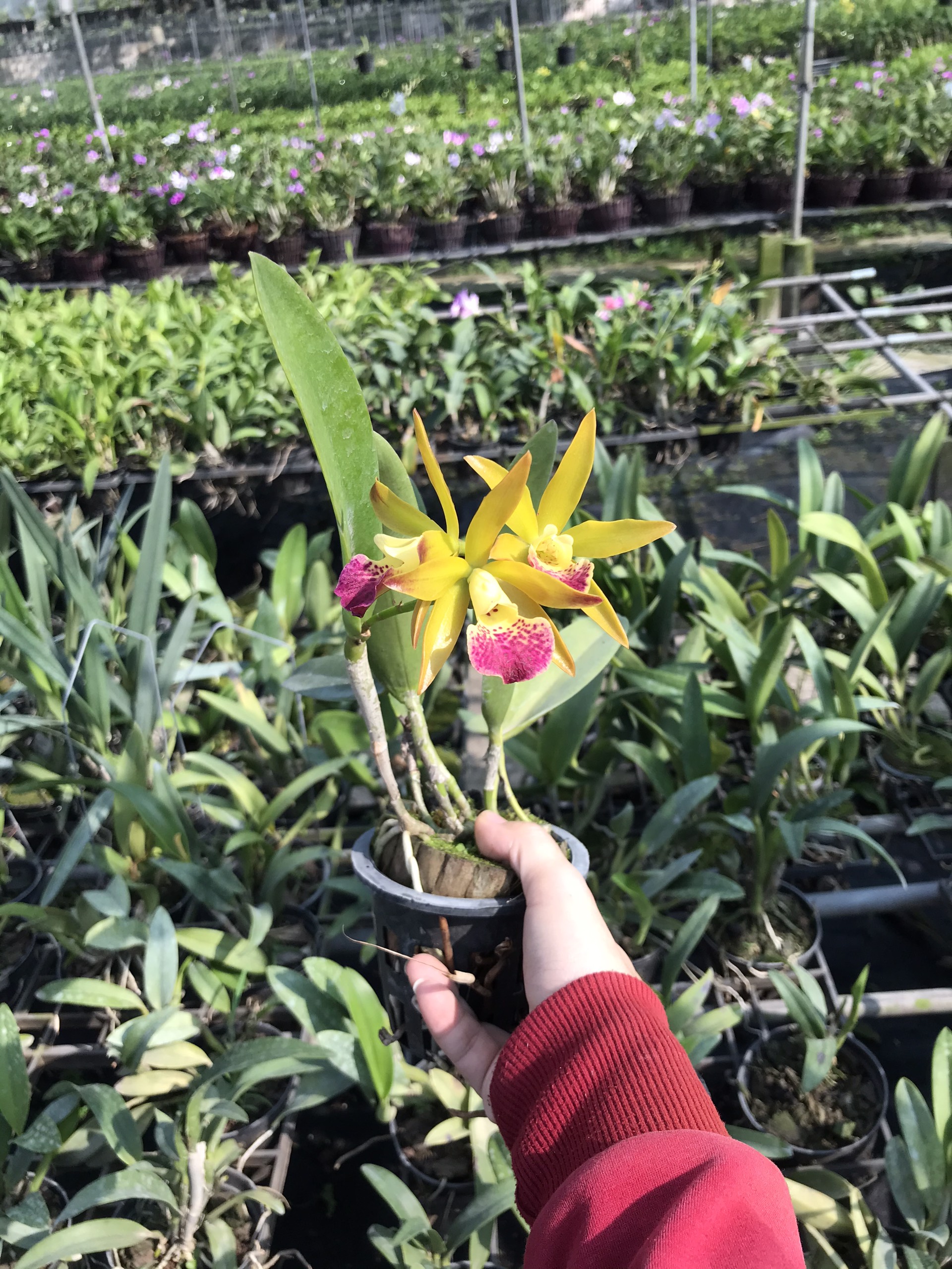 Yellow Brass Orchids with Red Tongues and Fragrant Pots Thanh