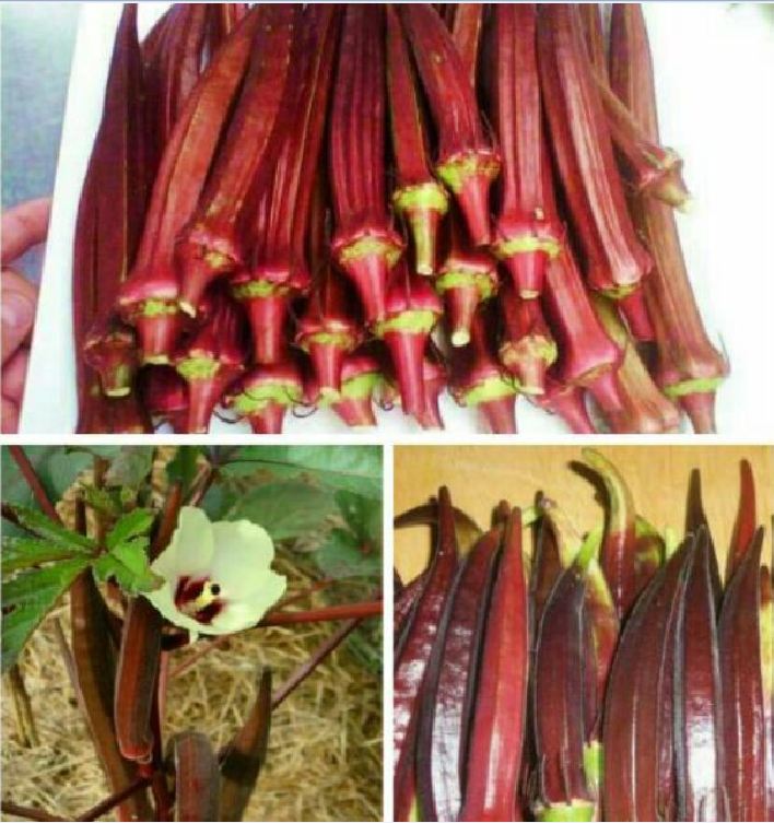 Combo 2 gói hạt giống đậu bắp- ( 1 gói xanh và 1 gói đỏ )