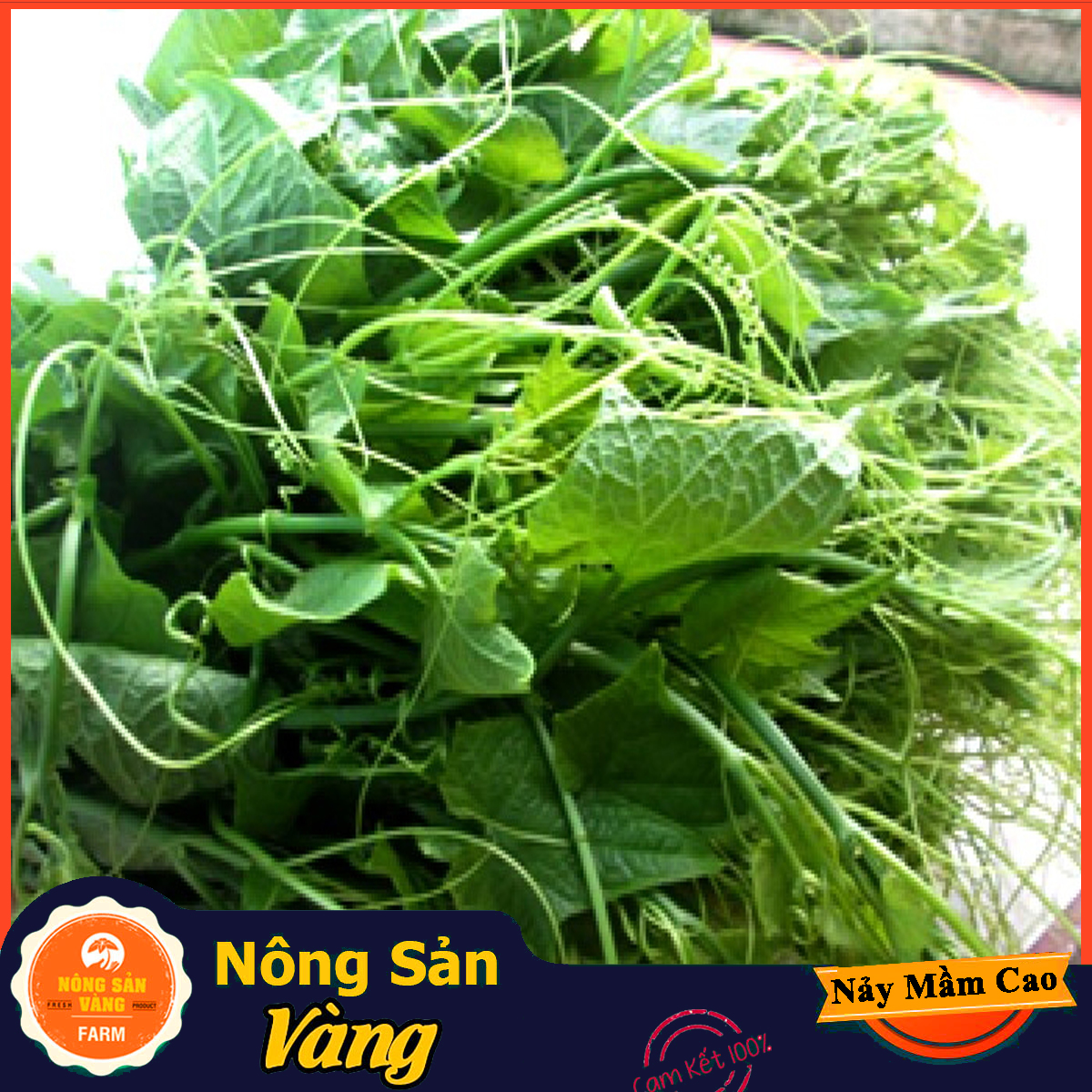 Hạt giống Bí Siêu Ngọn Bí Lấy Ngọn ( Gói 10Gram ) - Nông Sản Vàng