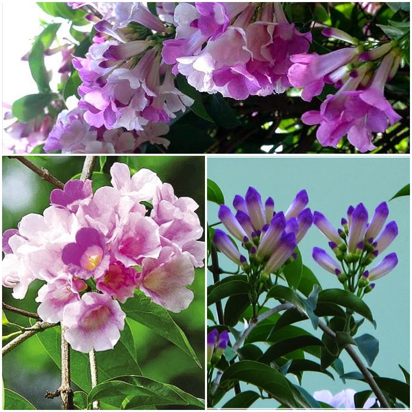 Cây HOA LAN TỎI-lan leo tỏi tím. bầu giống, giá rẻ Cây HOA LAN TỎI-lan leo tỏi tím. bầu giống, giá rẻ