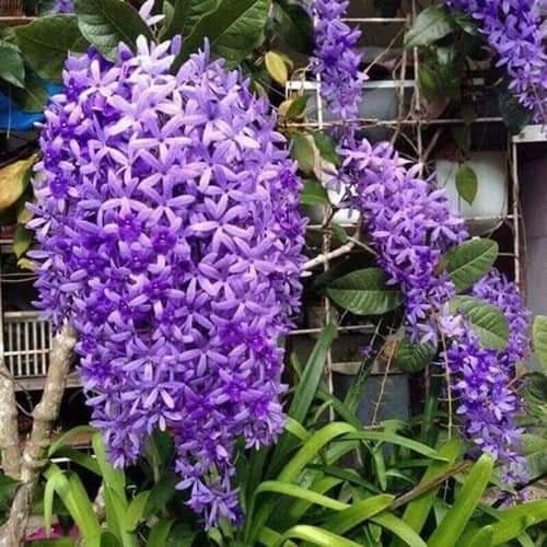 Cây giống hoa leo mai xanh Thái Lan hàng nhập khẩu nguyên bầu