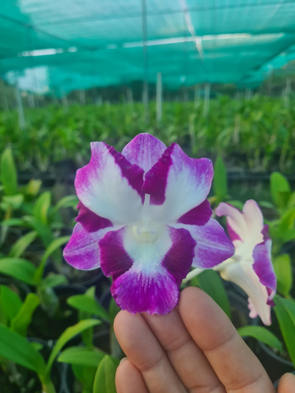 HOA LAN DEN LAI CAT MẮT RỒNG ĐỎ