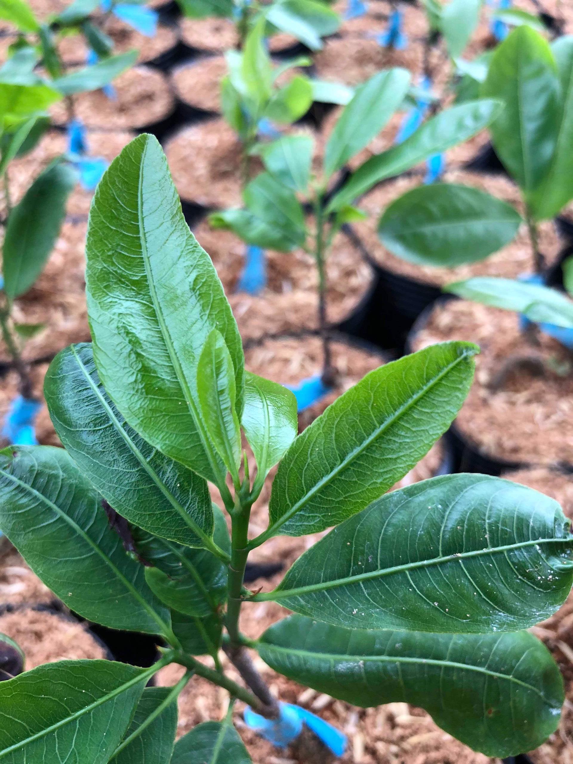 Cây quảng hương mộc mai (đọt xanh)