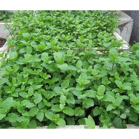 [HCM]Gói 10gr hạt giống rau dền cơm