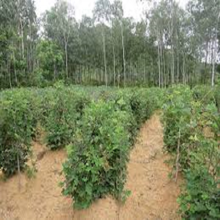 CÂY GIỐNG SẮN DÂY TA CAO SẢN