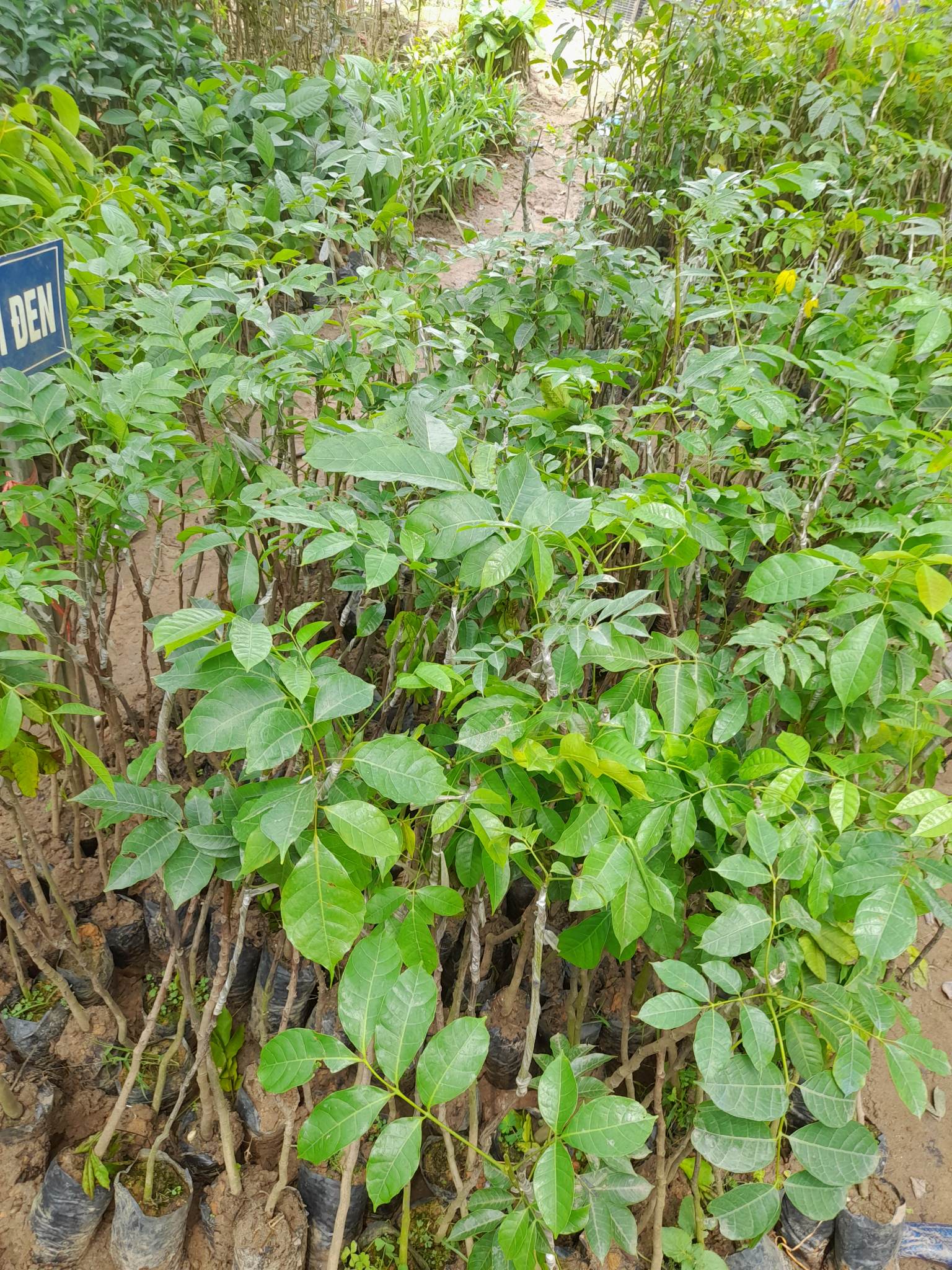 Giống Trám Đen-Cây Ăn Trái+Tặng kèm phân bón