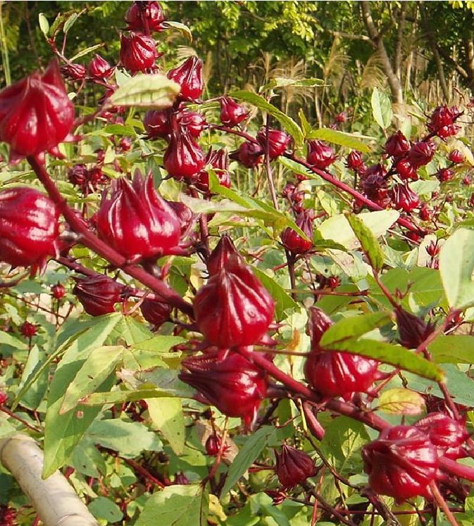 Hạt Giống Cây Atiso Đỏ ( Bụp Giấm) - 10 hạt.gói