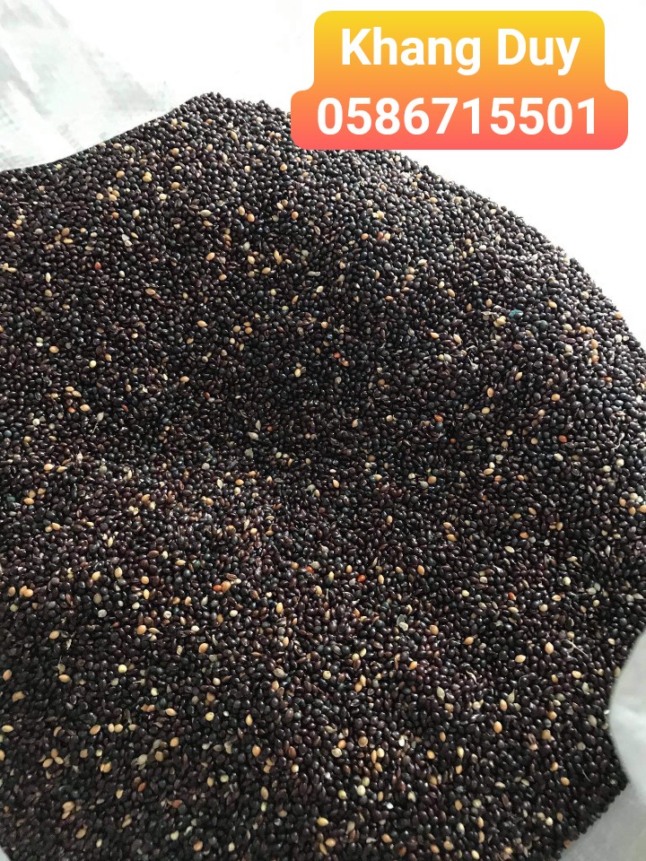 hạt cỏ thái đen - cho chim cu gáy