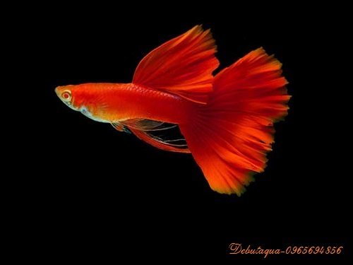 Thức Ăn Cho Cá Guppy 7 Màu Gói Vàng 20G