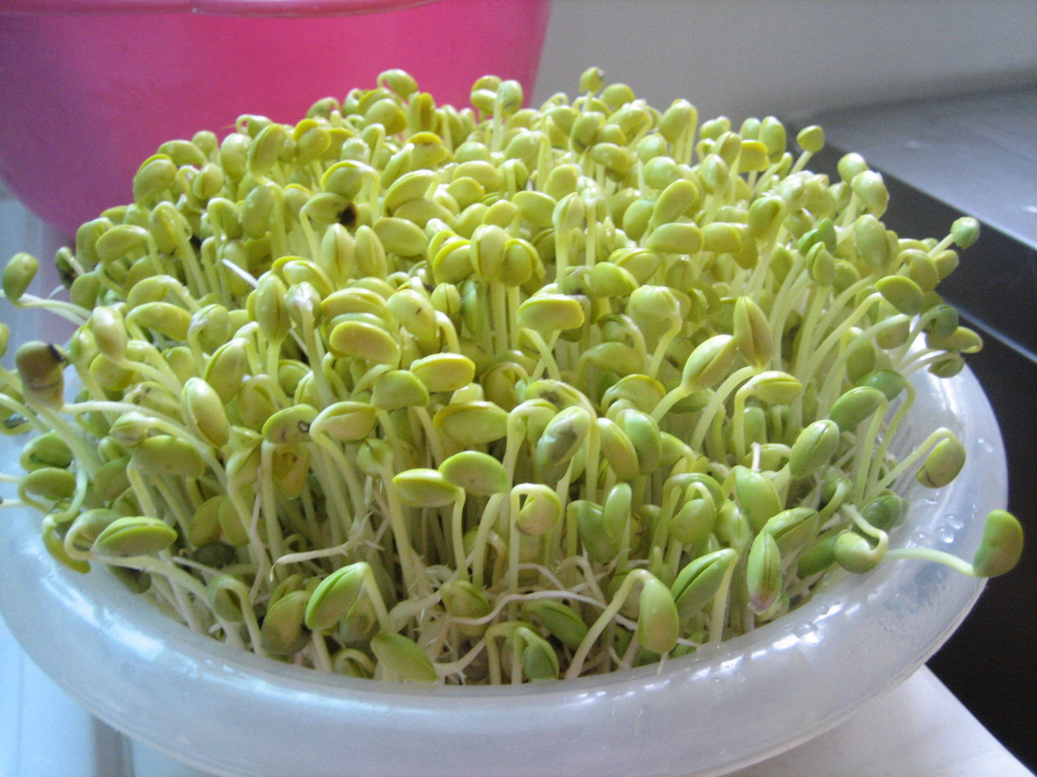 Hạt giống mầm giá đậu xanh, mầm giá đỗ 50gr
