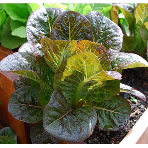 Hạt giống xà lách Romaine tím