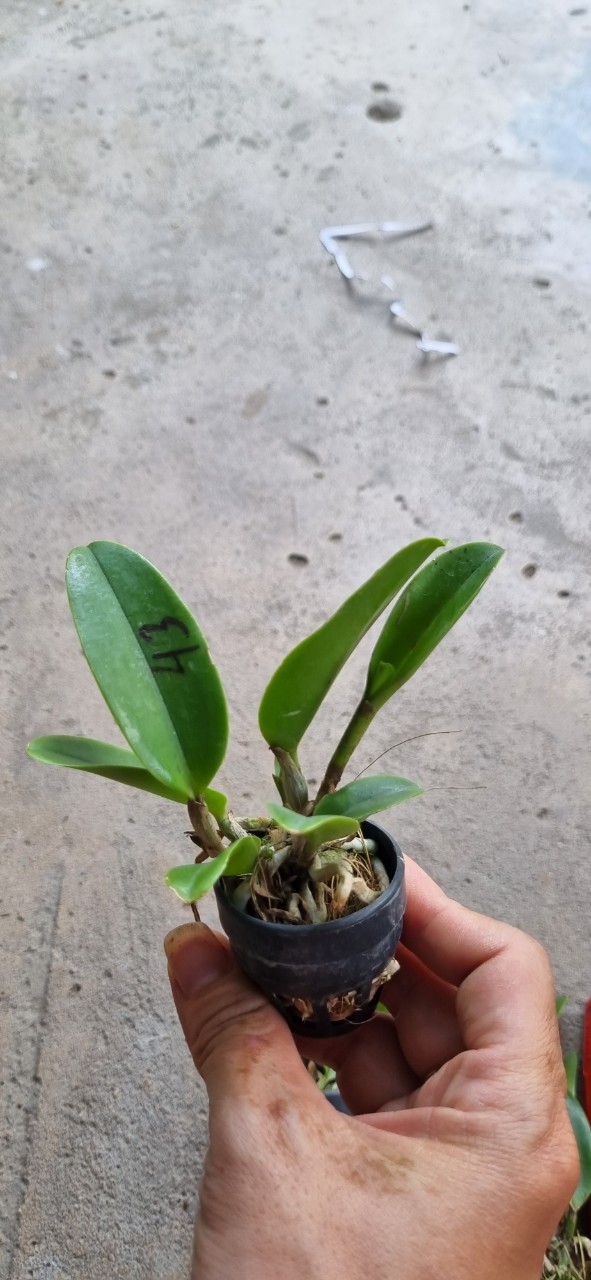 HOA LAN CATT CẨM BÁO ĐỐM CÂY GIỐNG
