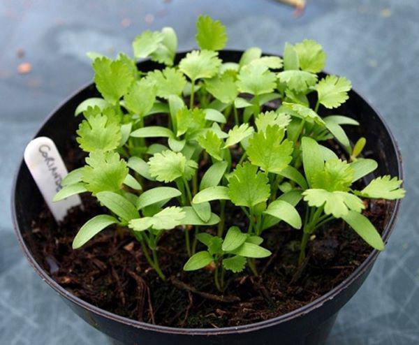 hạt giống ngò hạt lớn Pháp