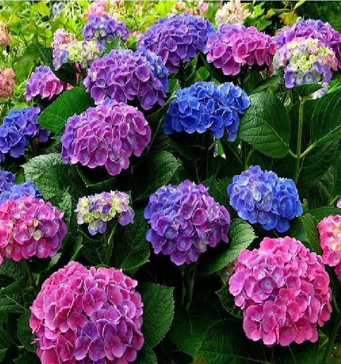 Mixed Color Hydrangea Seeds - 10 Seeds/Package