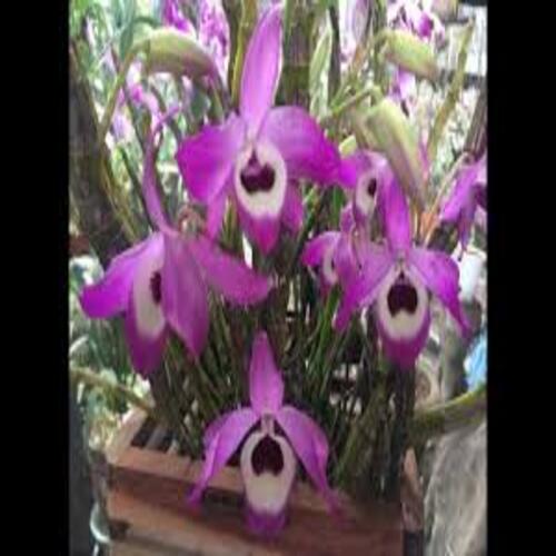 Chậu lan đùi gà hàng thuần lên chậu