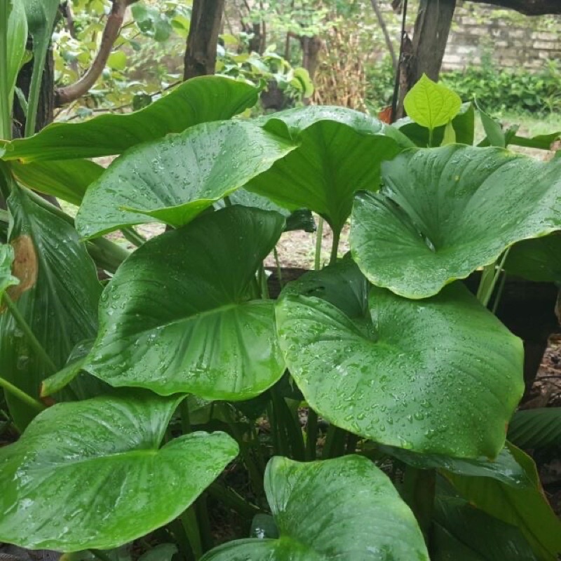 cây thiên niên kiện(chuẩn giống)