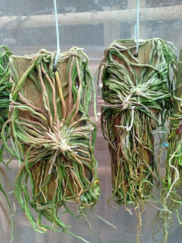 Căn Diệp khủng hàng sưu tầm