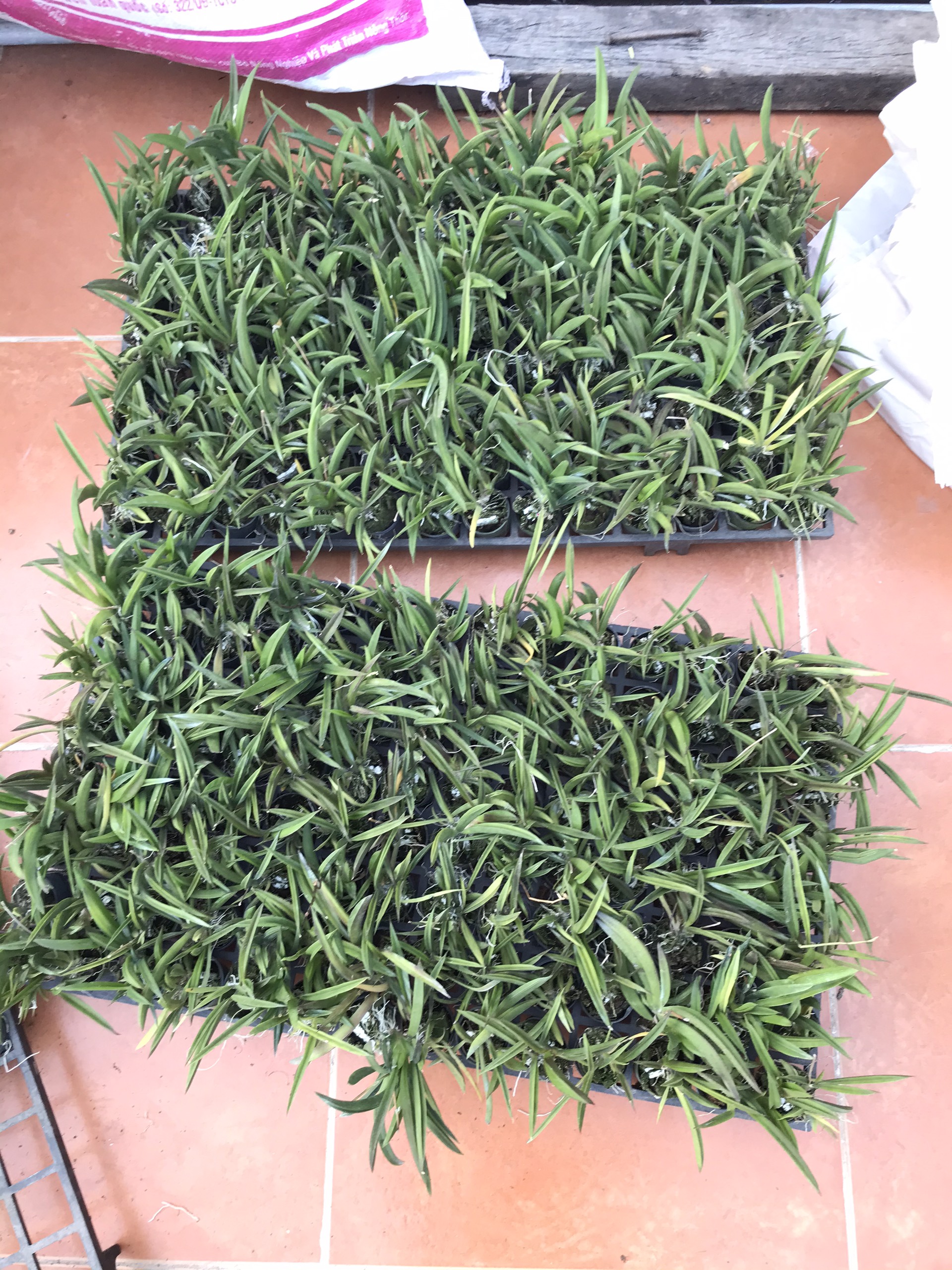 Hoa lan vũ nữ bút chì cây giống