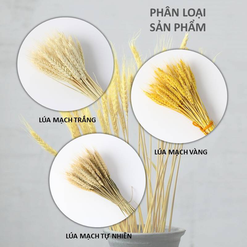 [CÓ QUÀ TẶNG] Bó Hoa Bông Lúa Mạch Khô Decor Trang Trí
