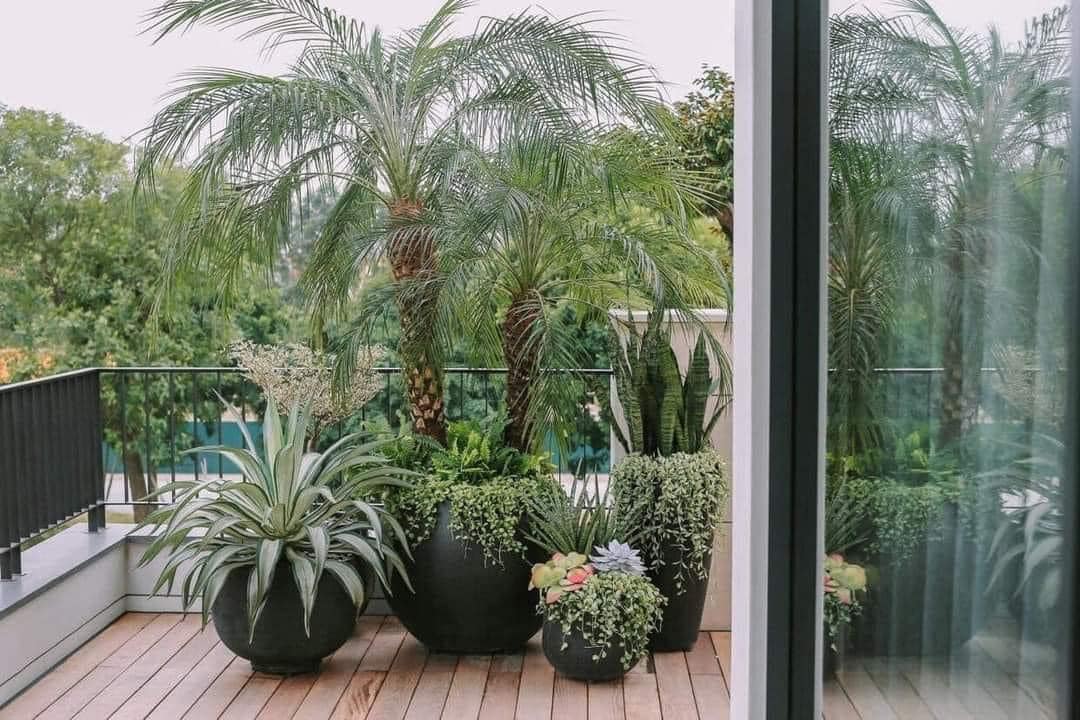 CHẬU XI MĂNG ĐÁ MÀI TRỨNG GÁO