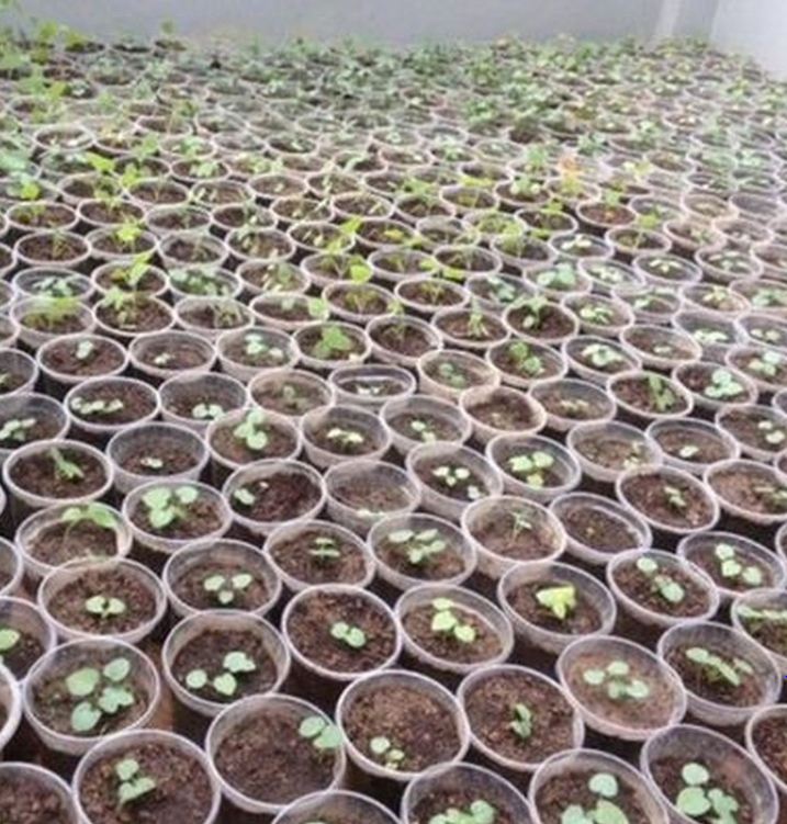 "Gói 5 "Hạt giống nhân sâm hàn quốc [Seeds]