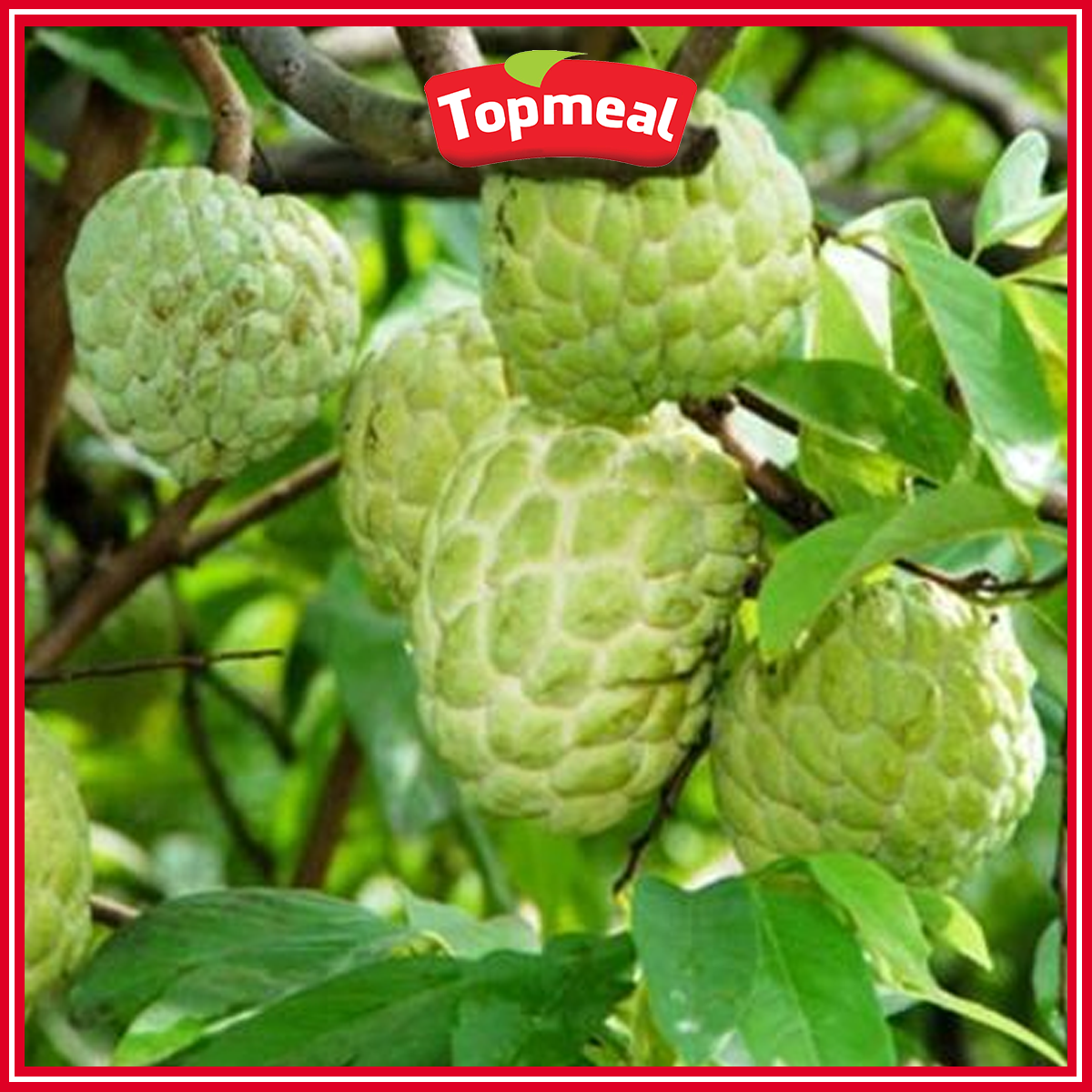 HCM - Quả na (Mãng cầu ta) (1 kg) - [Giao nhanh TPHCM]