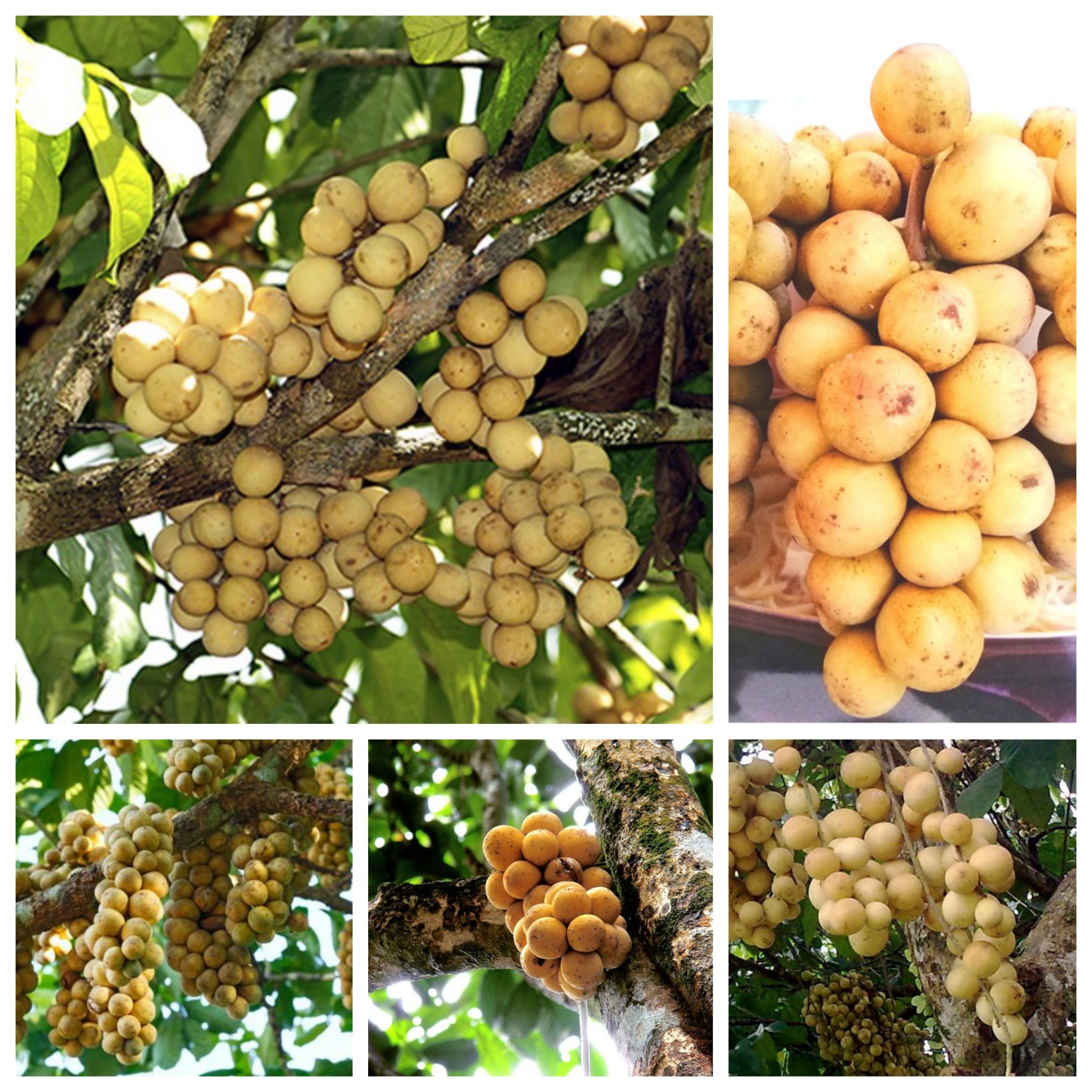 CÂY GIỐNG BÒN BON (DÂU DA ĐẤT, DÂU DA THÁI LAN) SIÊU NGON SIÊU QUẢ- CAM KÊT GIỐNG CHUẨN F1