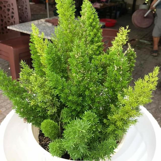 Hạt giống cây tùng đuôi chồn, trúc thiên môn