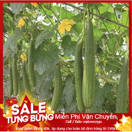 Hạt giống mướp hương thái lan - 10 hạt