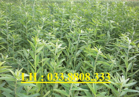 Hạt Giống Cỏ Lục Lạc Sợi - Cây Lục Lạc Sợi - Cây Gai Dầu - 200g - Hạt Giống Cỏ Chăn Nuôi Trâu,Bò,dê,cừu,cá... đem lại năng xuất cao trong ngành chăn nuôi