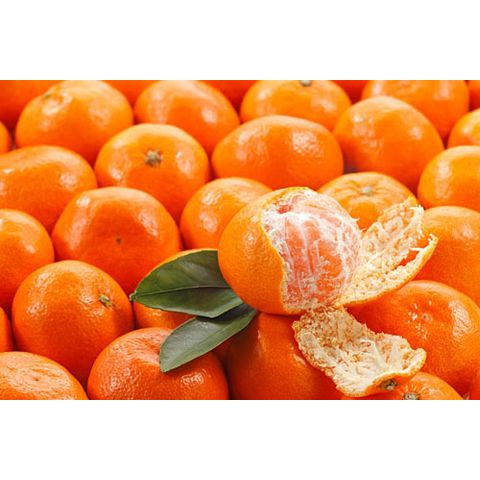 Giống Quýt Thái Ngọt