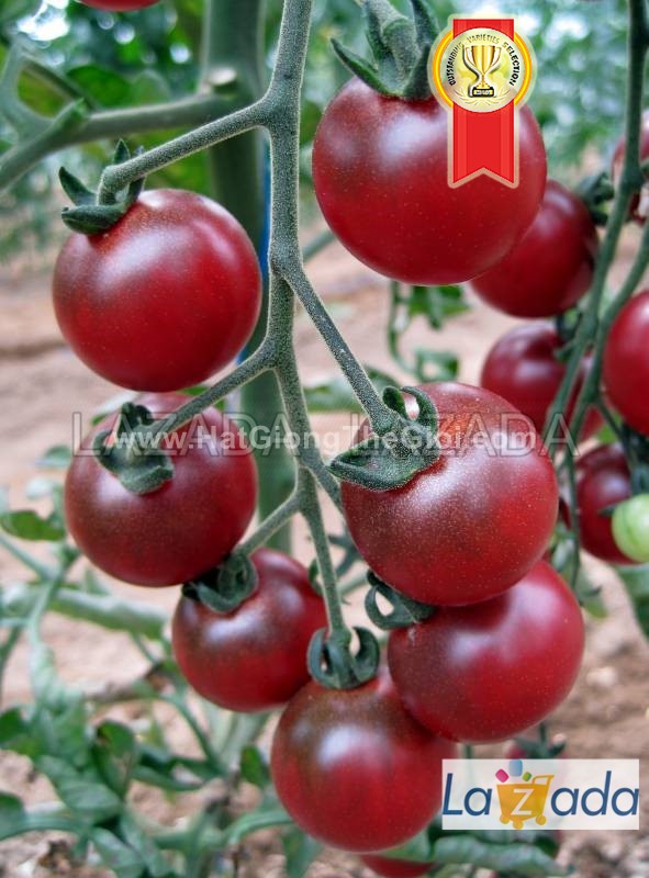 25.HAT Hạt Giống Cà Chua Chuỗi Ngọc Trái Cây Brix11 TG189 (KL| C4*W45)