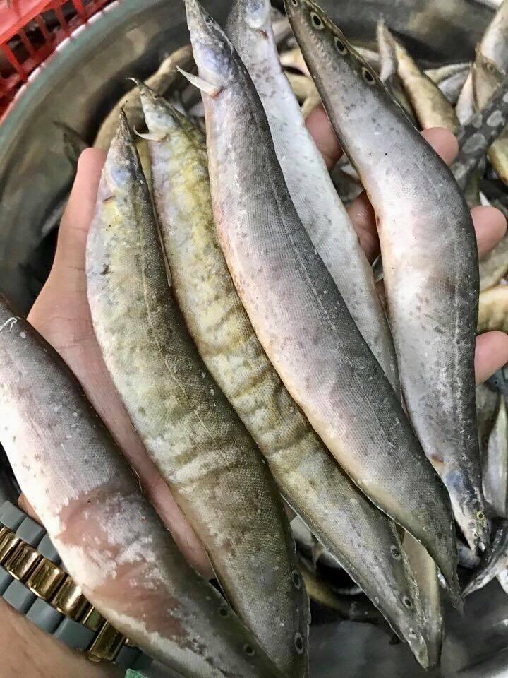 Khô Cá Chạch Đồng 1 Nắng 500Gr-Ship Tỉnh Inbox