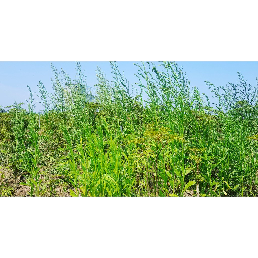 Cây Ngải Dại (Cỏ Tải Hùm) Tươi 3kg