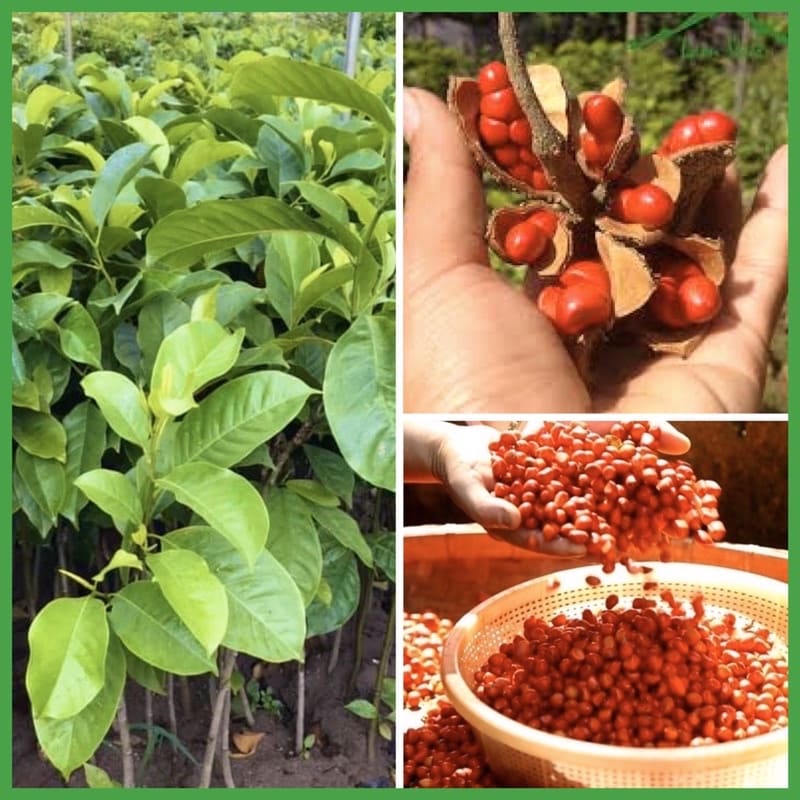 Cây dổi ghếp giống