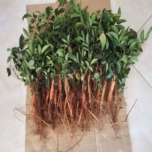 Combo 4 cây cát sâm ( tặng thêm 1 cây)