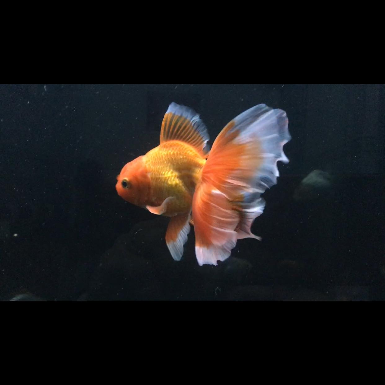 Japanese Phong Goldfish and Ornamental Fish Food for Goldfish (1kg Bag)