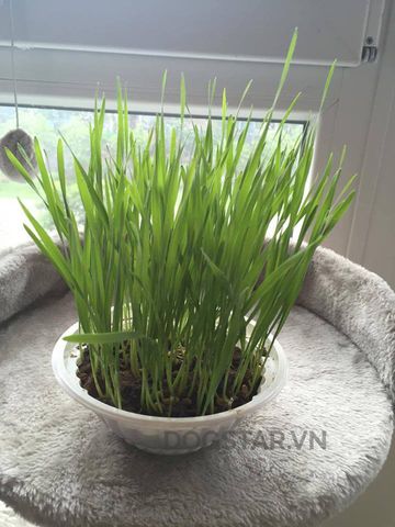 Hạt giống cỏ mèo gói bé ( Trồng thử )
