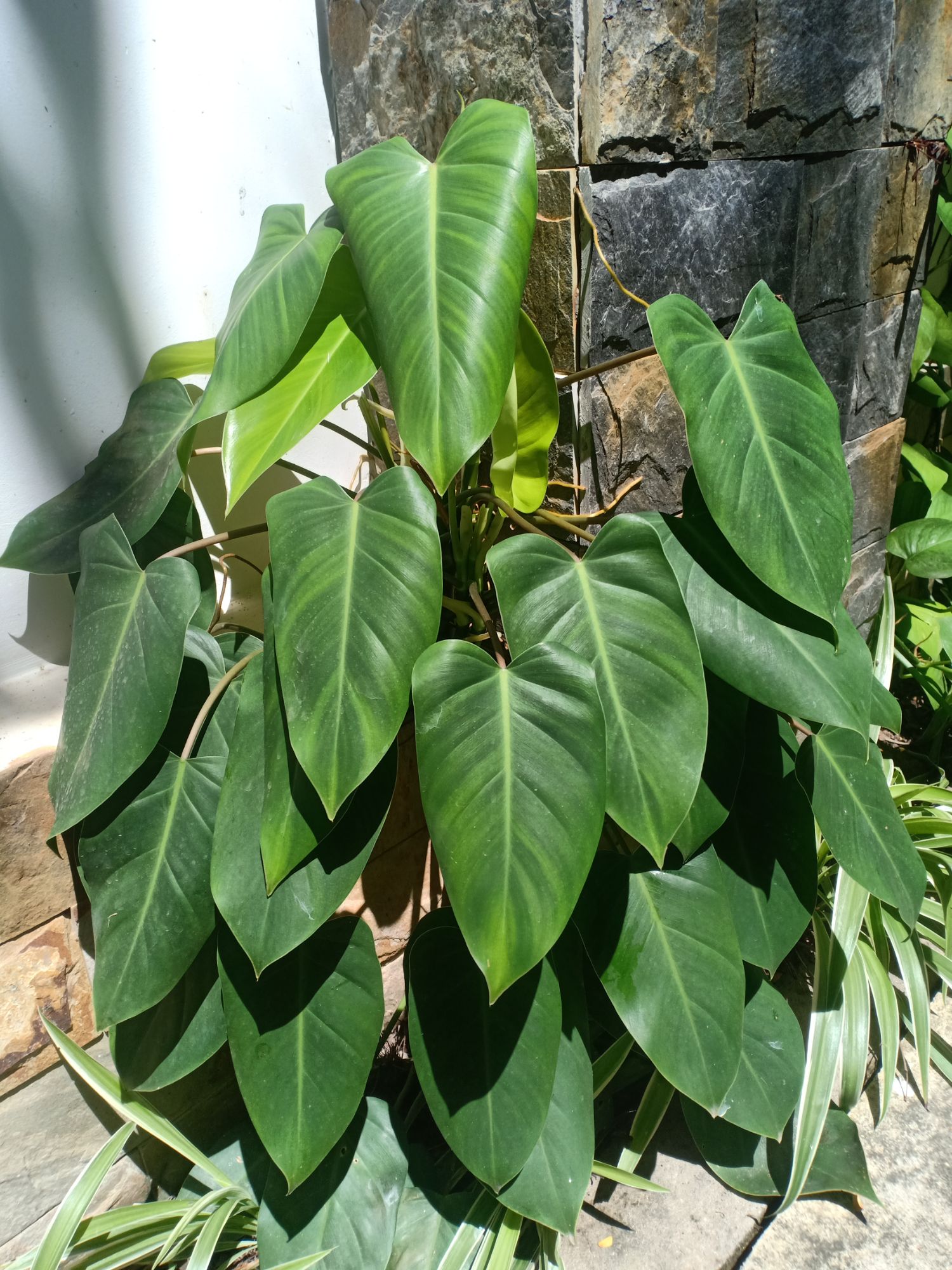 Trầu bà tỷ phú