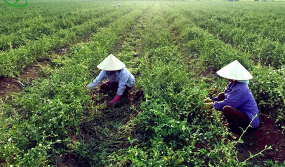 Bán sỉ- 2 kg cà gai leo khô