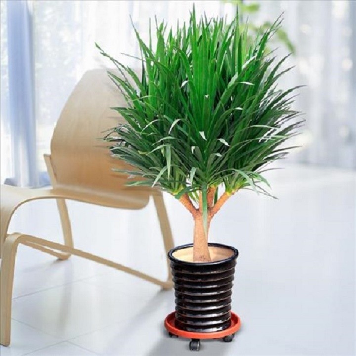 Chậu cây phát tài núi, cây phong thủy + tặng 2 cây quế giống