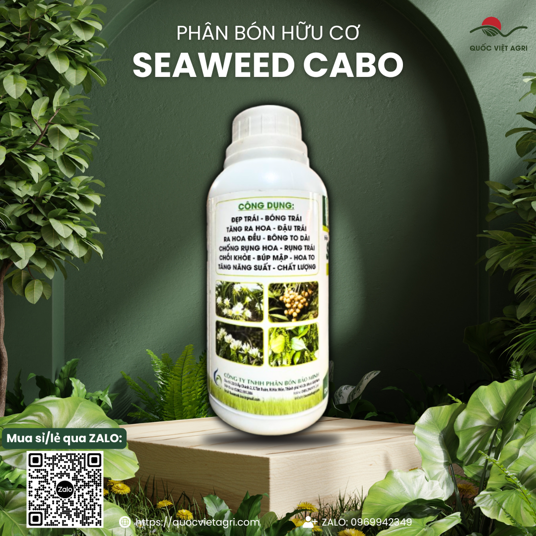 Phân bón lá SEAWEED CABO RONG BIỂN (chai 500ml) - Giúp to trái, bón trái, chống rụng hoa trái, mập bông dai cuống